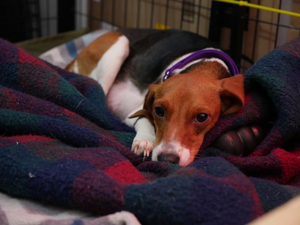 Hera, a Adoptable Beagle in Charleston, SC image 6/6