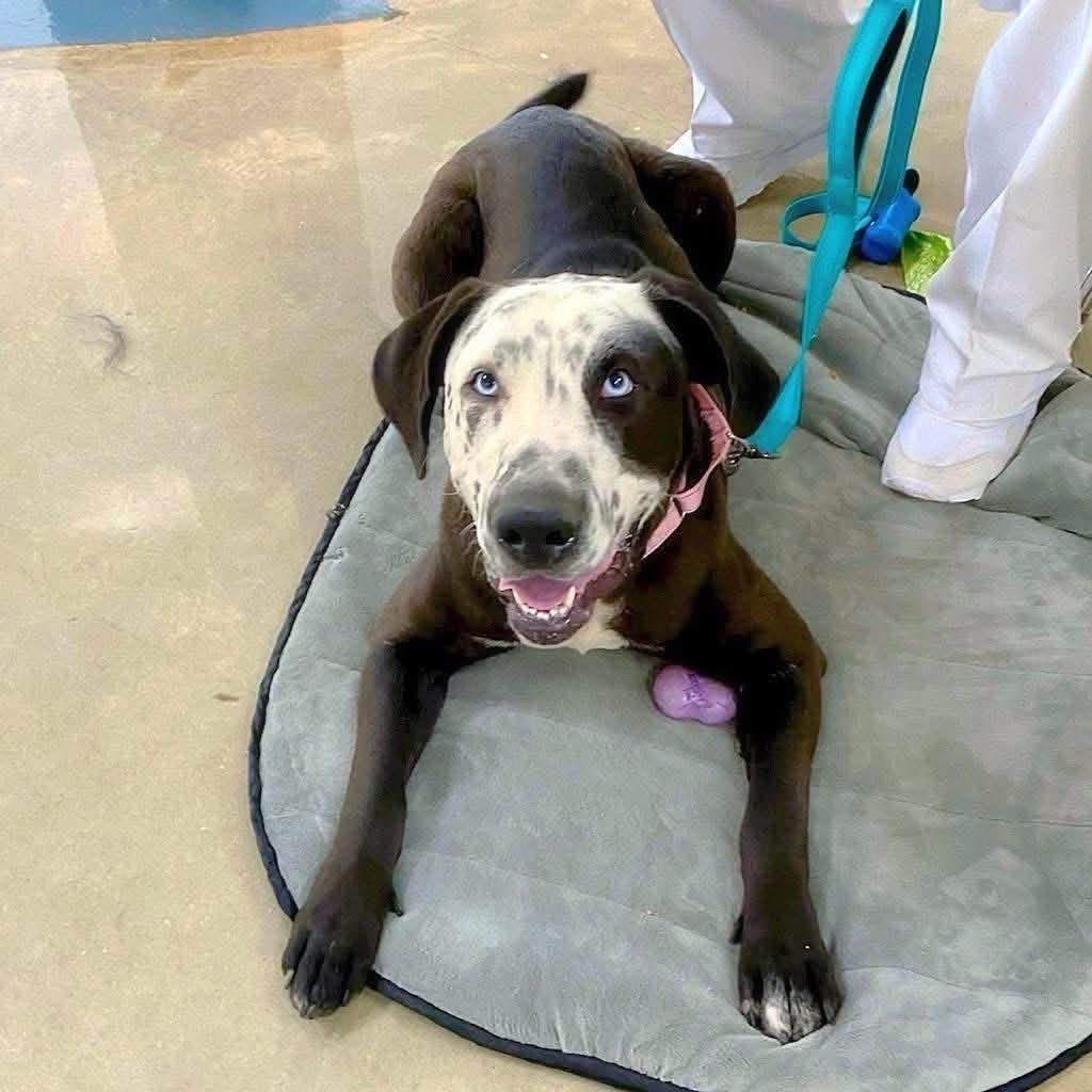 Enlarge Celeste, a Adoptable mixed breed in Willington, CT image 2/6