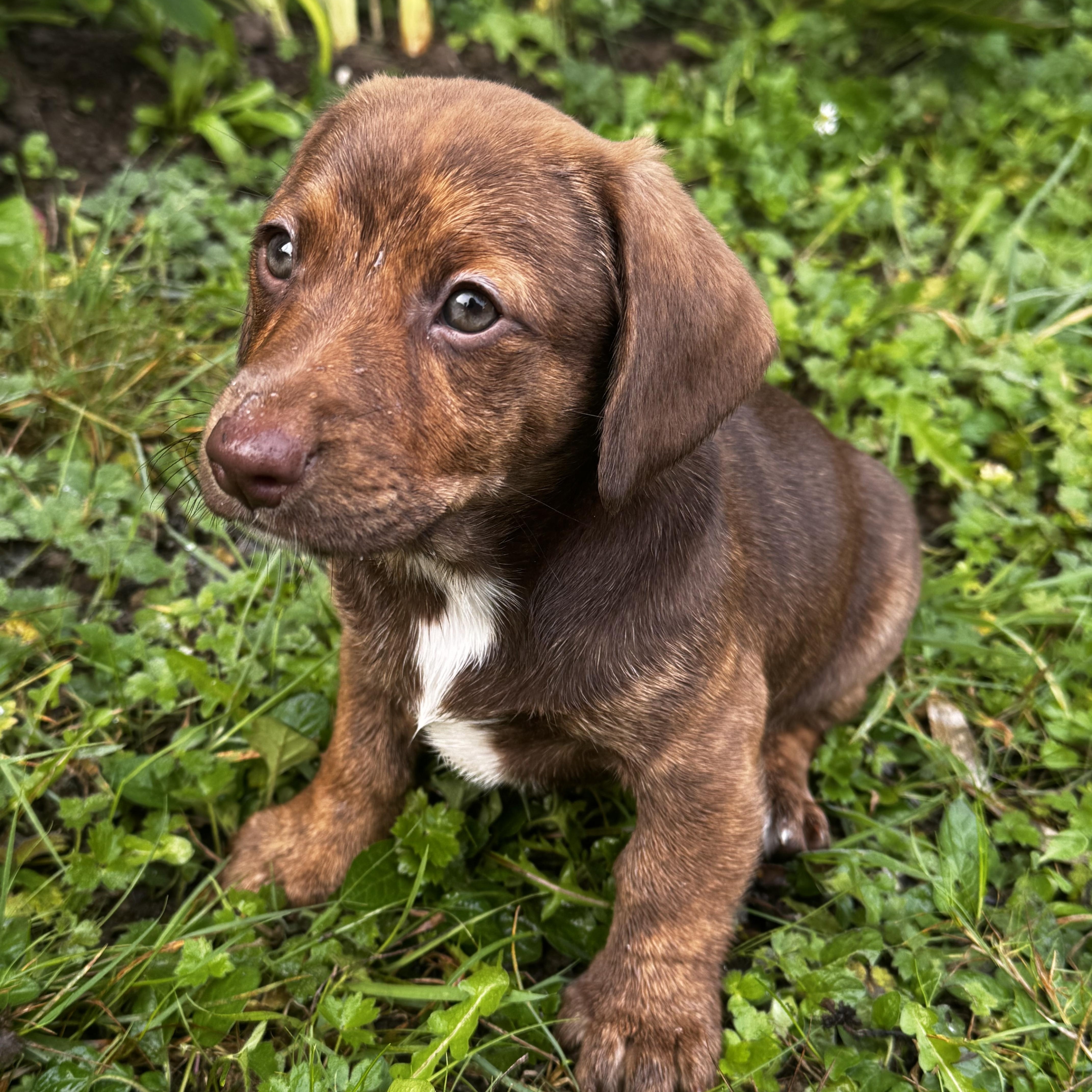 Rosemary, Adopted, Puppy Female Labrador Retriever & Miniature Schnauzer.