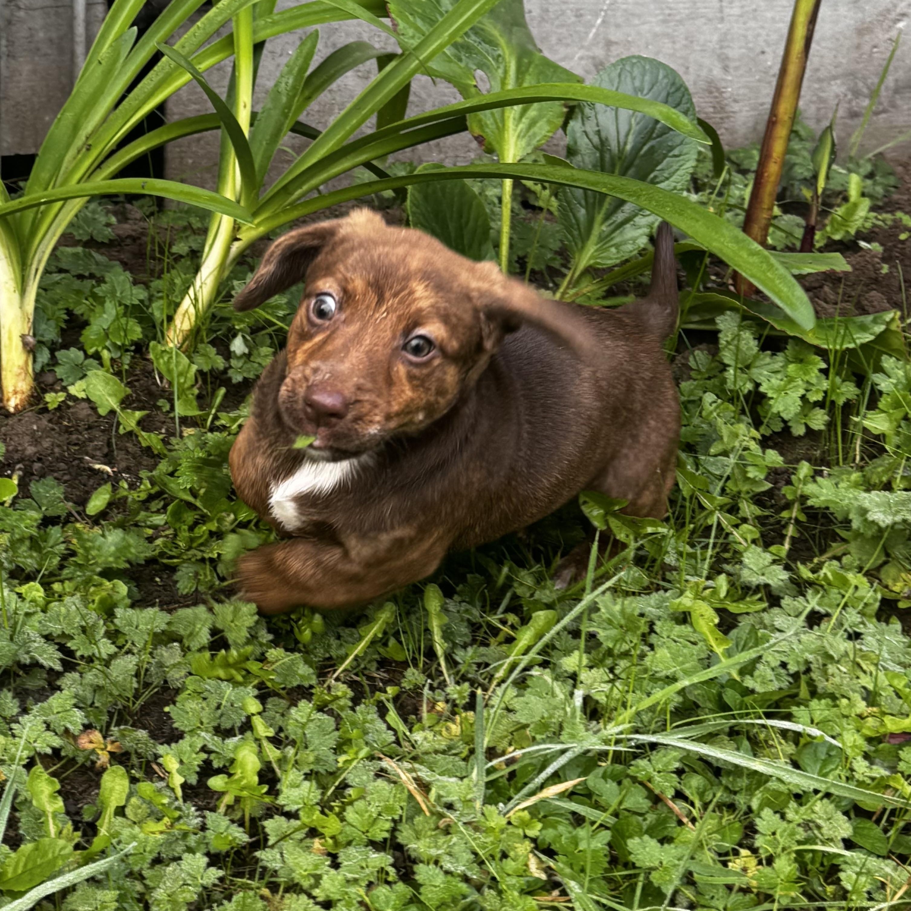 Enlarge Rosemary, a Adopted mixed breed in Arcata , CA image 3/5