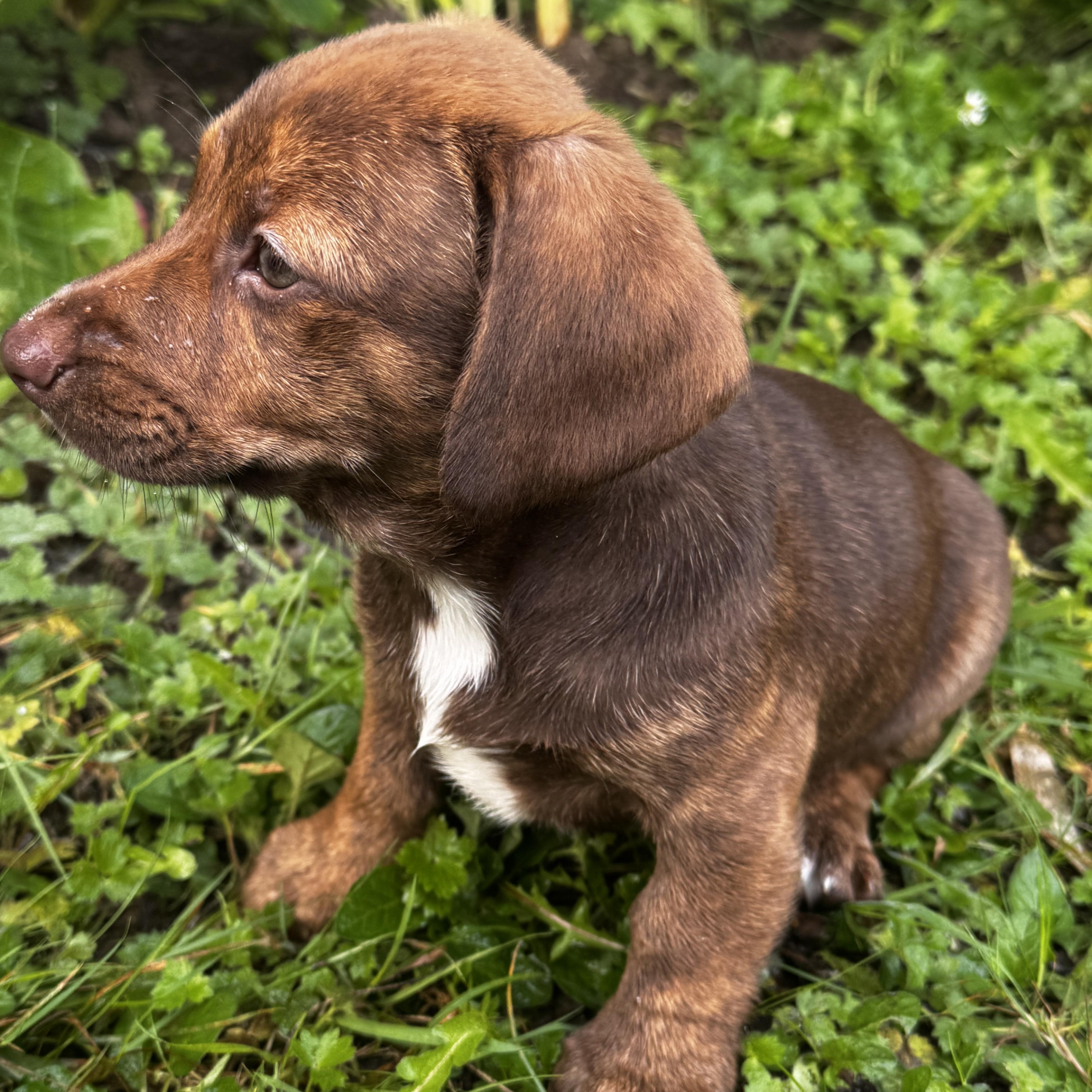 Enlarge Rosemary, a Adopted mixed breed in Arcata , CA image 2/5