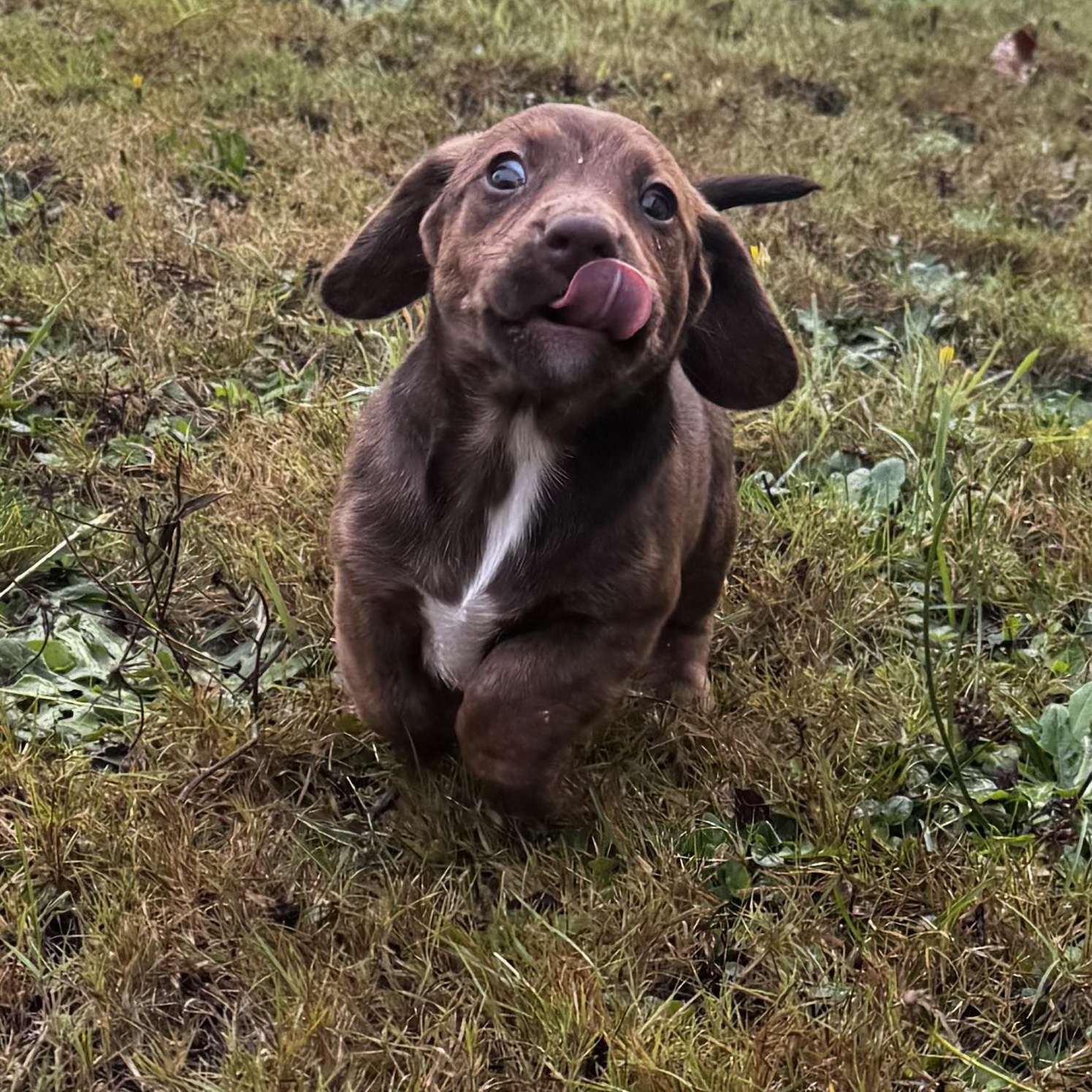 Enlarge Rosemary, a Adopted mixed breed in Arcata , CA image 4/5