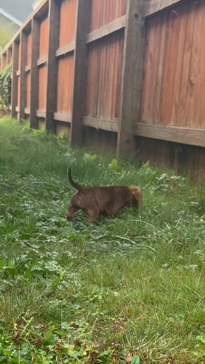 Enlarge Rosemary, a Adopted mixed breed in Arcata , CA video 5/5