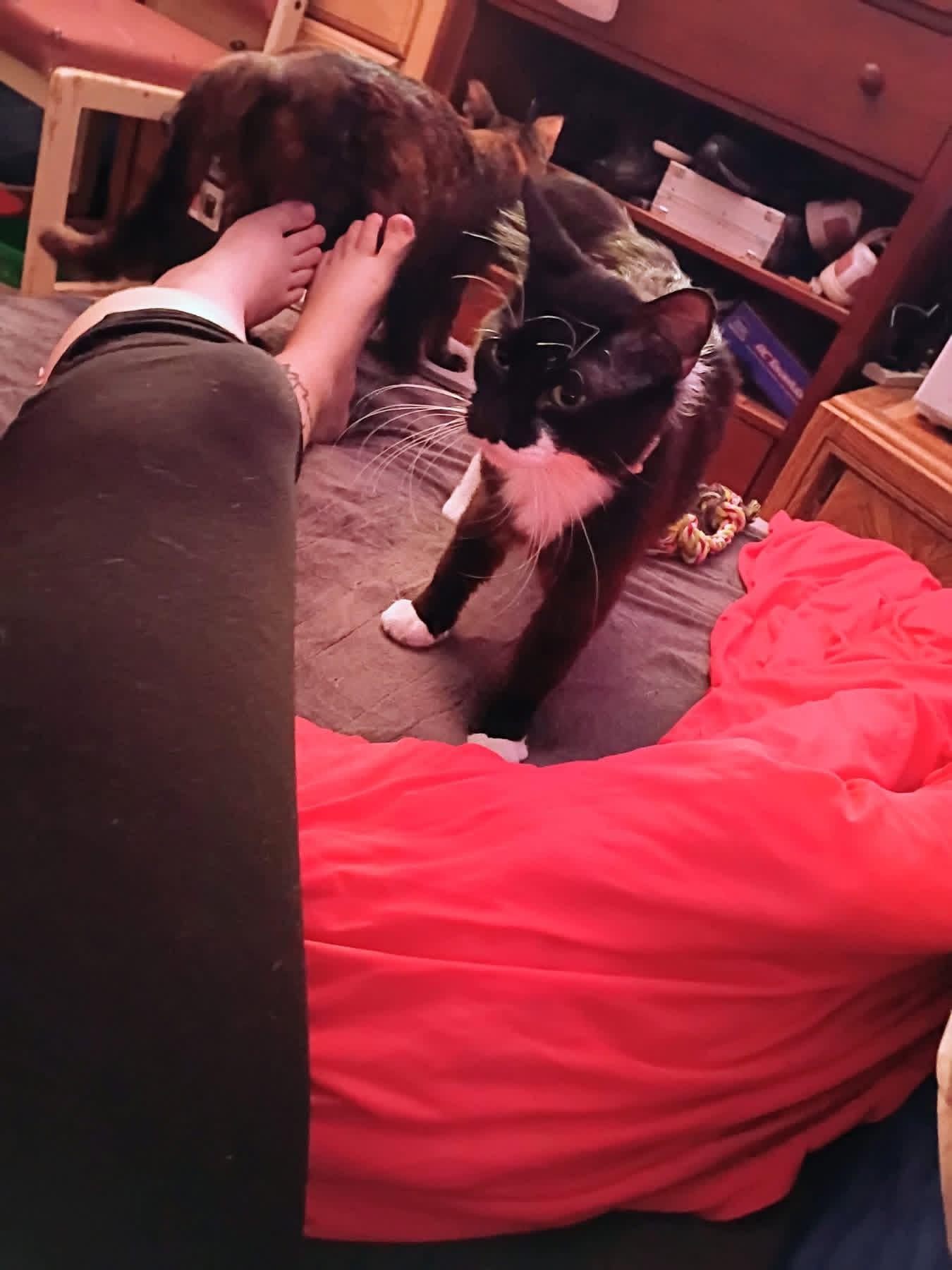 Enlarge Loki, a Adoptable Domestic Short Hair in Pocatello, ID image 2/2