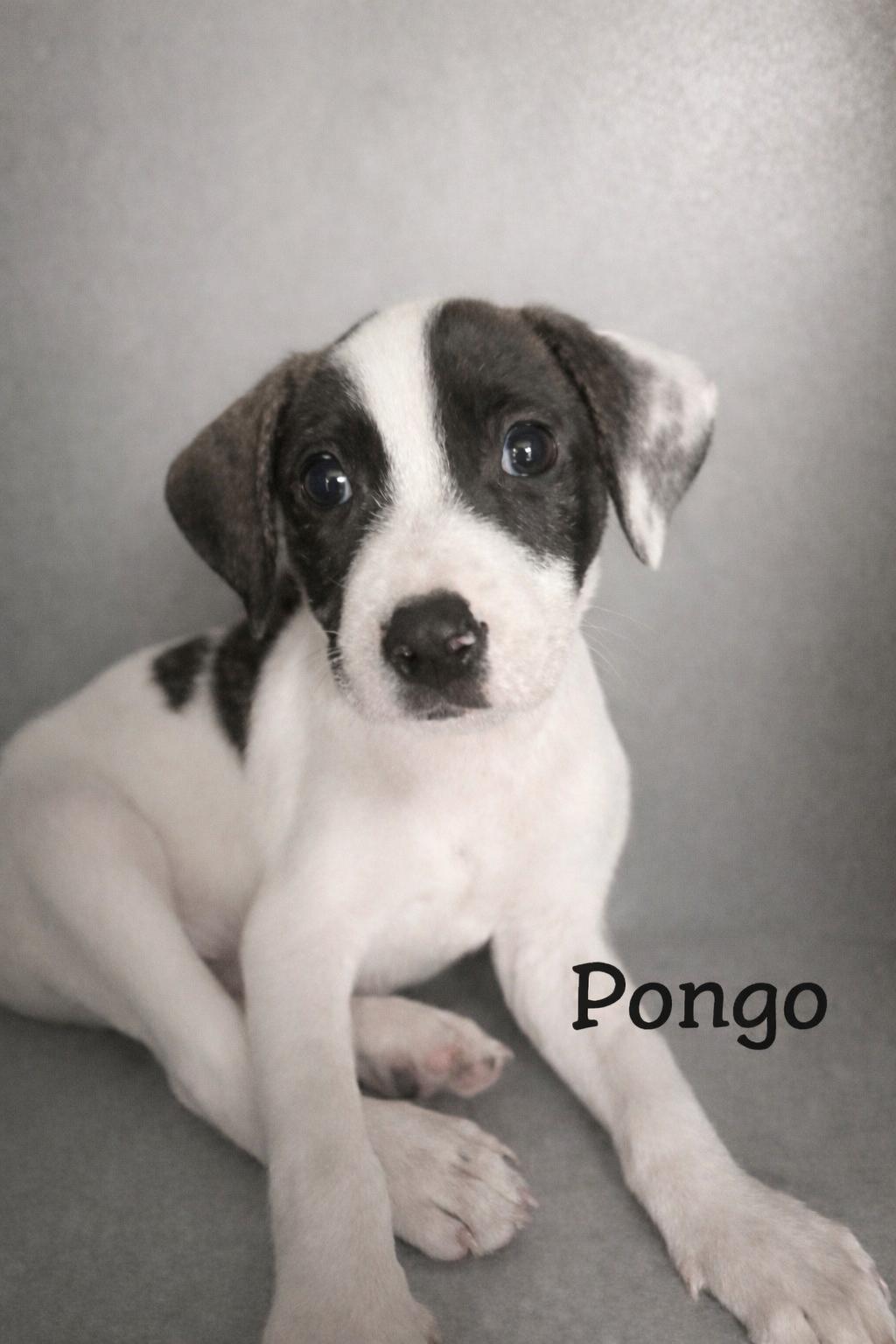 Pongo , Adoptable, Puppy Male Border Collie & Terrier.