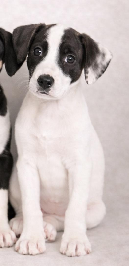 Pongo , Adoptable, Puppy Male Border Collie & Terrier.