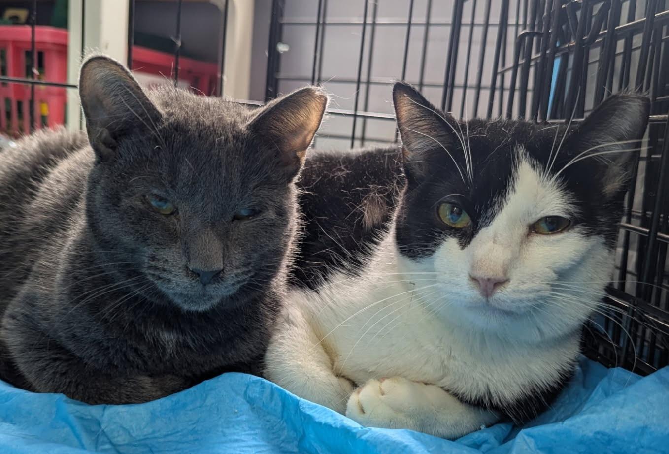 Reggie, adoptable, Young Male Domestic Short Hair.