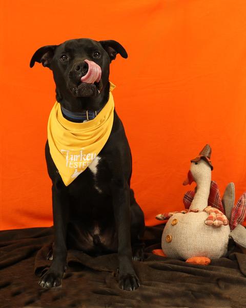 Enlarge Tank, an adopted mixed breed in Eglin AFB, FL image 2/2