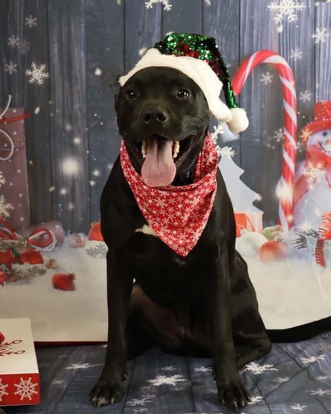 Tank, adopted, Adult Male Labrador Retriever.