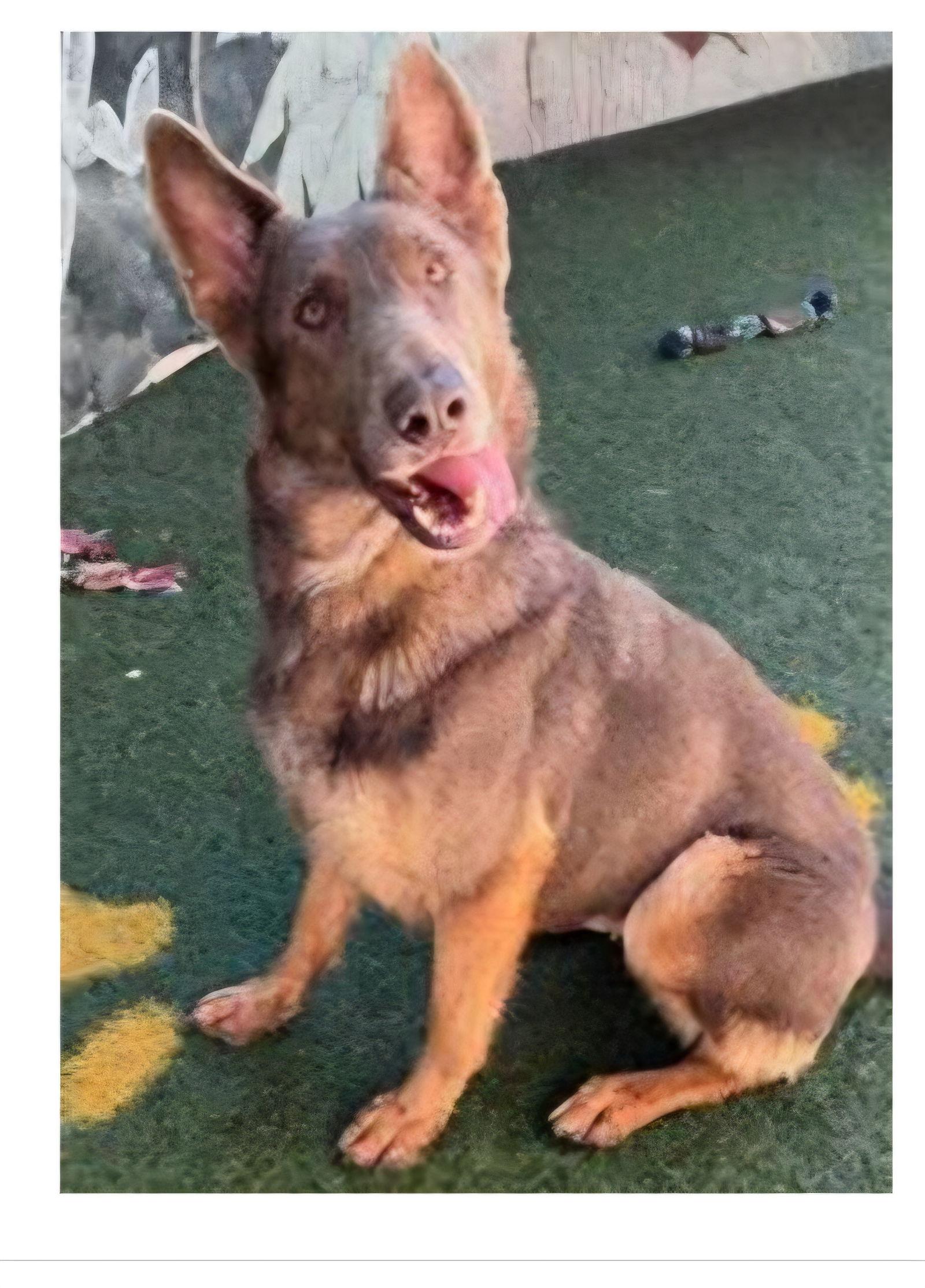 COCOA, Adoptable, Adult Female German Shepherd Dog.