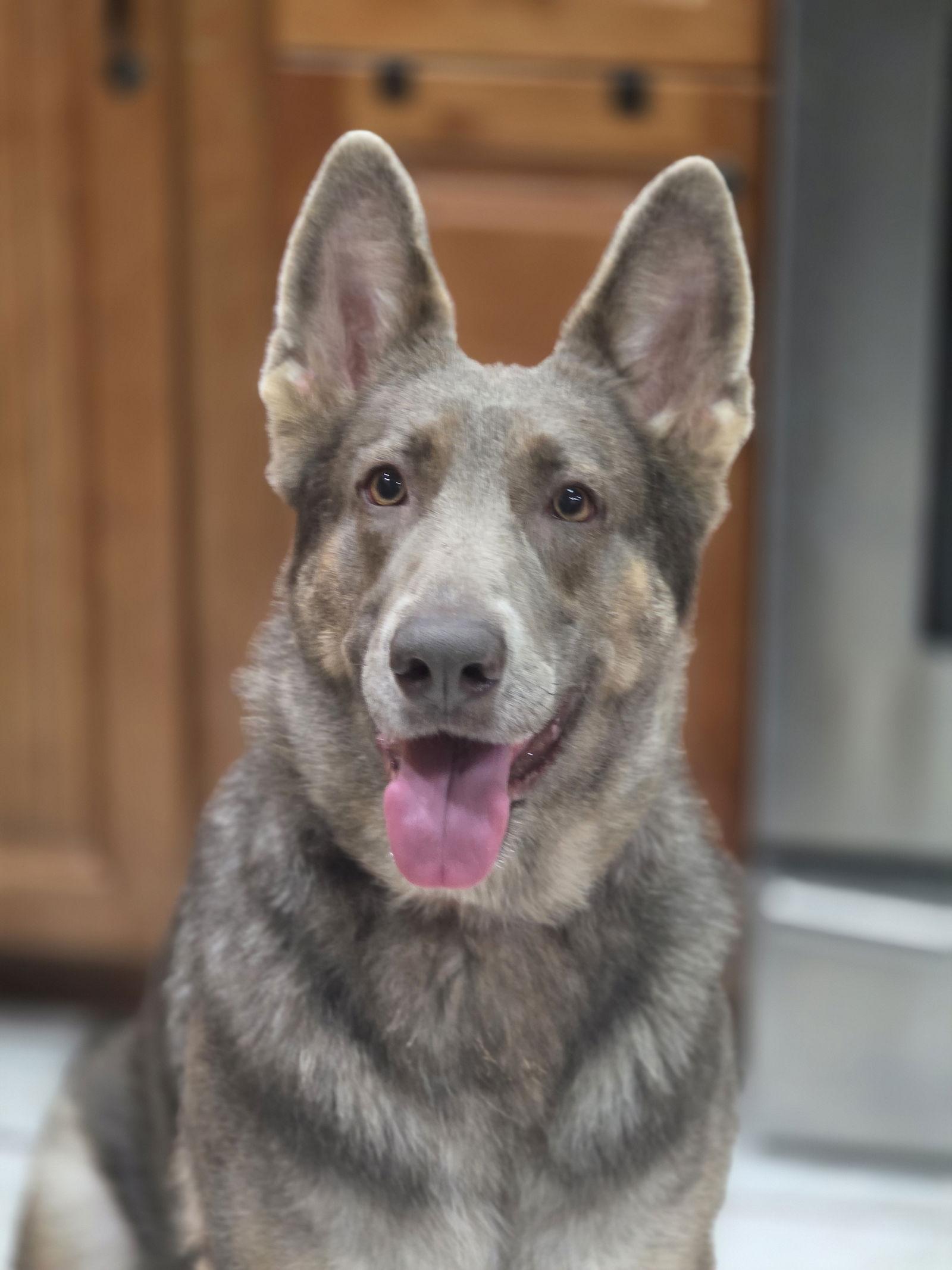 COCOA, a Adoptable German Shepherd Dog in Tampa, FL image 3/3