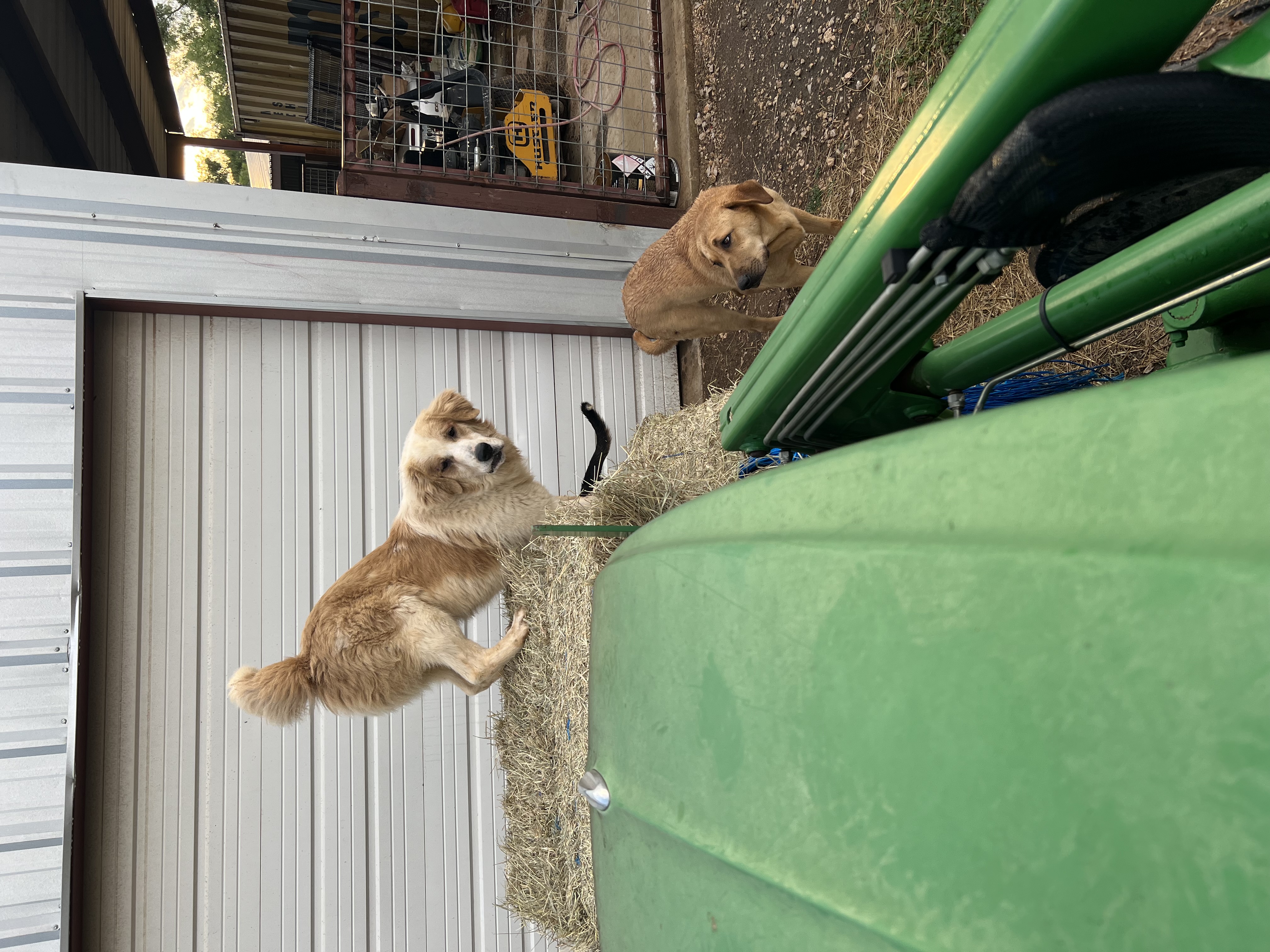 Enlarge Foncy, a Adoptable Great Pyrenees in Bigfoot, TX image 1/6