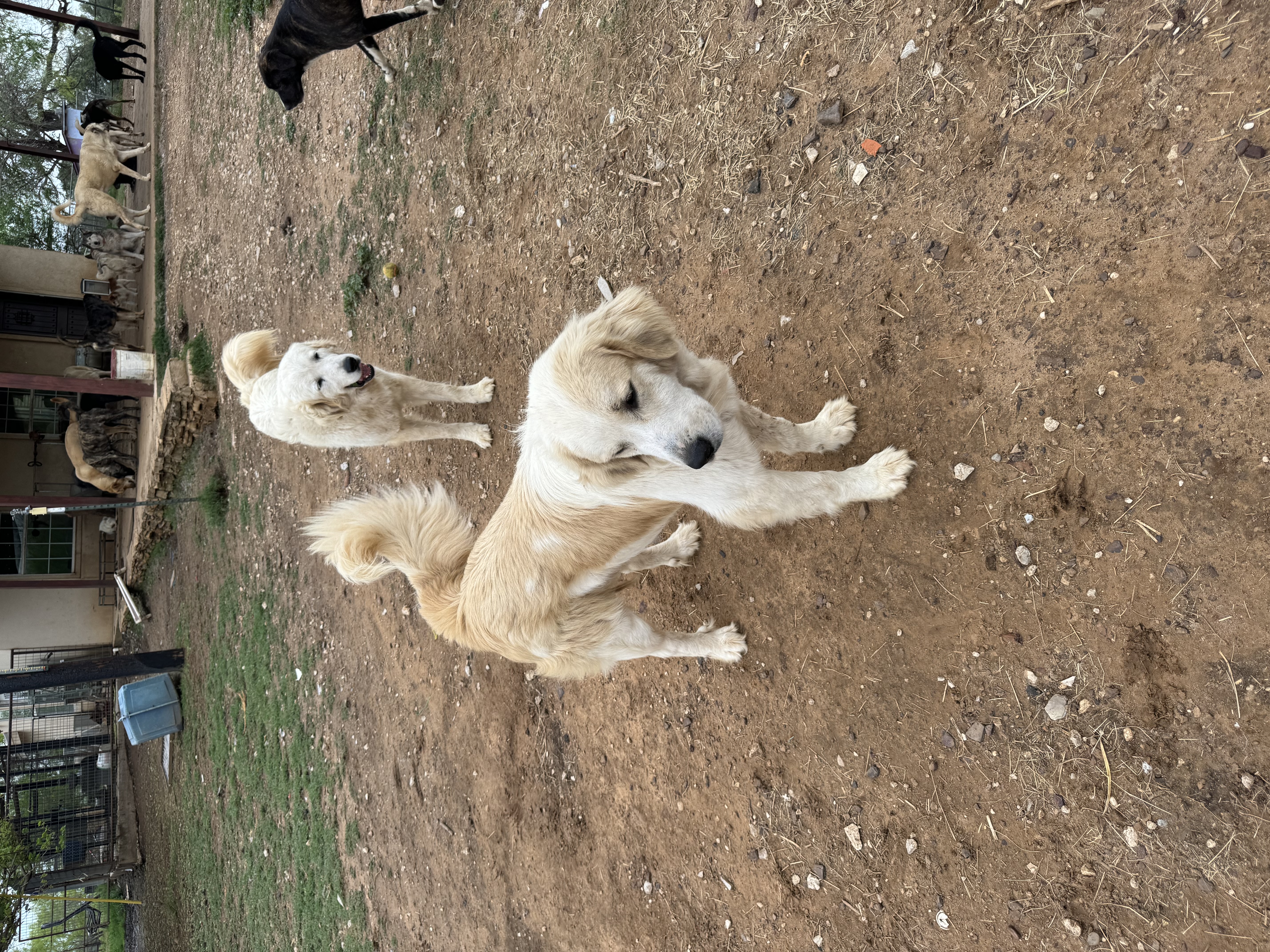 Enlarge Foncy, a Adoptable Great Pyrenees in Bigfoot, TX image 2/6