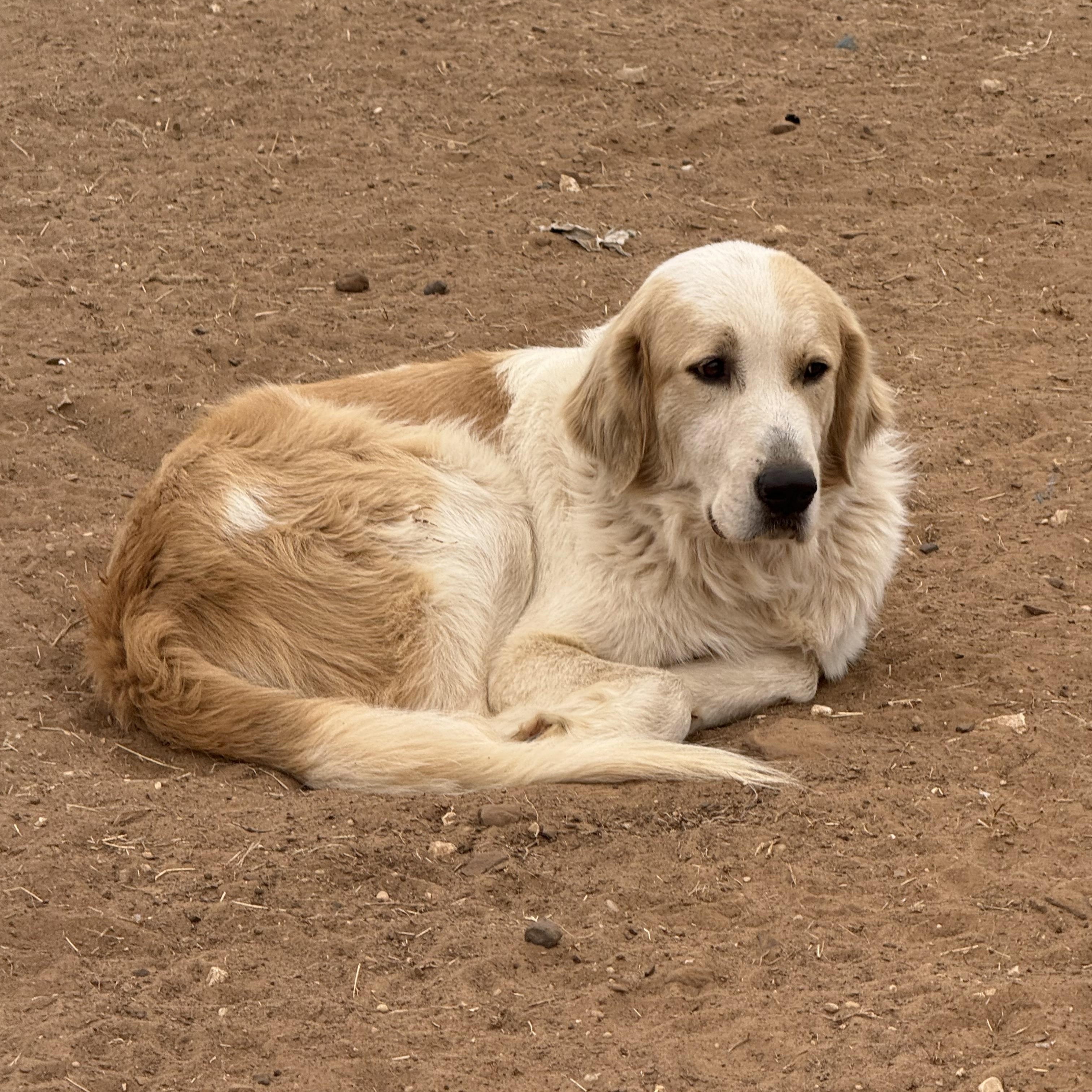 Enlarge Foncy, a Adoptable Great Pyrenees in Bigfoot, TX image 5/6