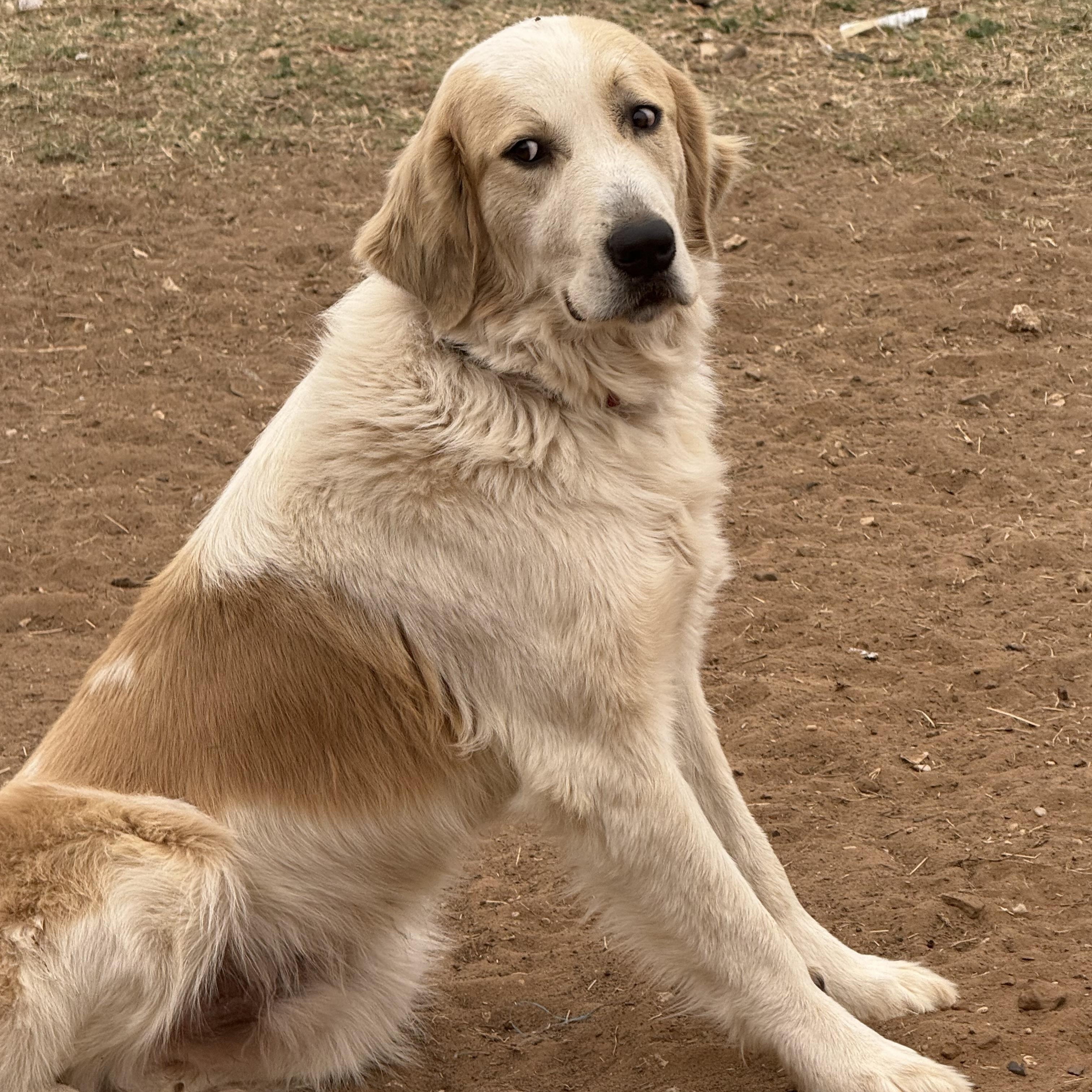 Enlarge Foncy, a Adoptable Great Pyrenees in Bigfoot, TX image 6/6
