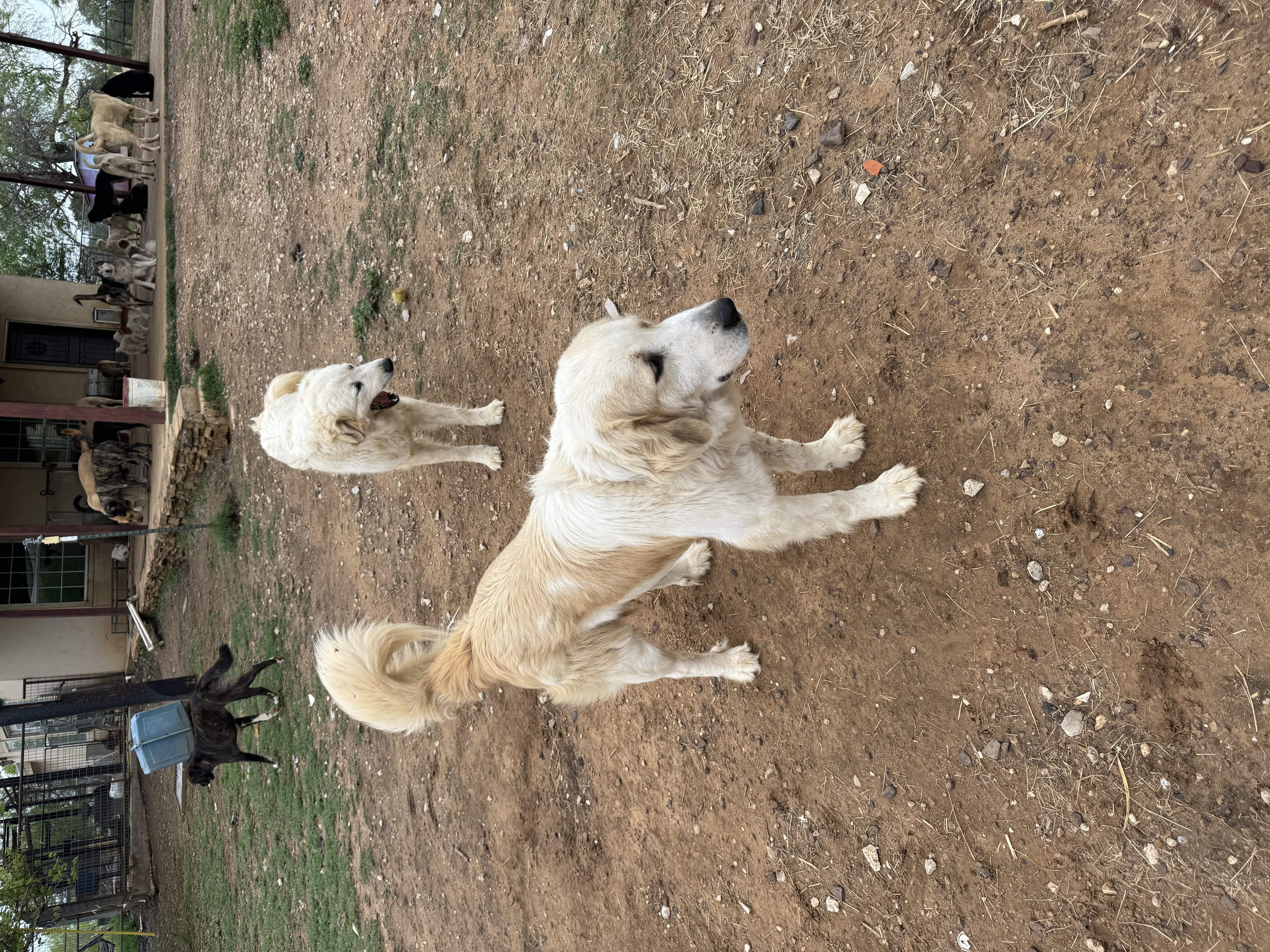Enlarge Foncy, a Adoptable Great Pyrenees in Bigfoot, TX image 3/6