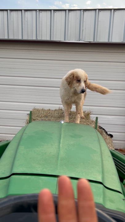 Enlarge Foncy, a Adoptable Great Pyrenees in Bigfoot, TX video 4/6