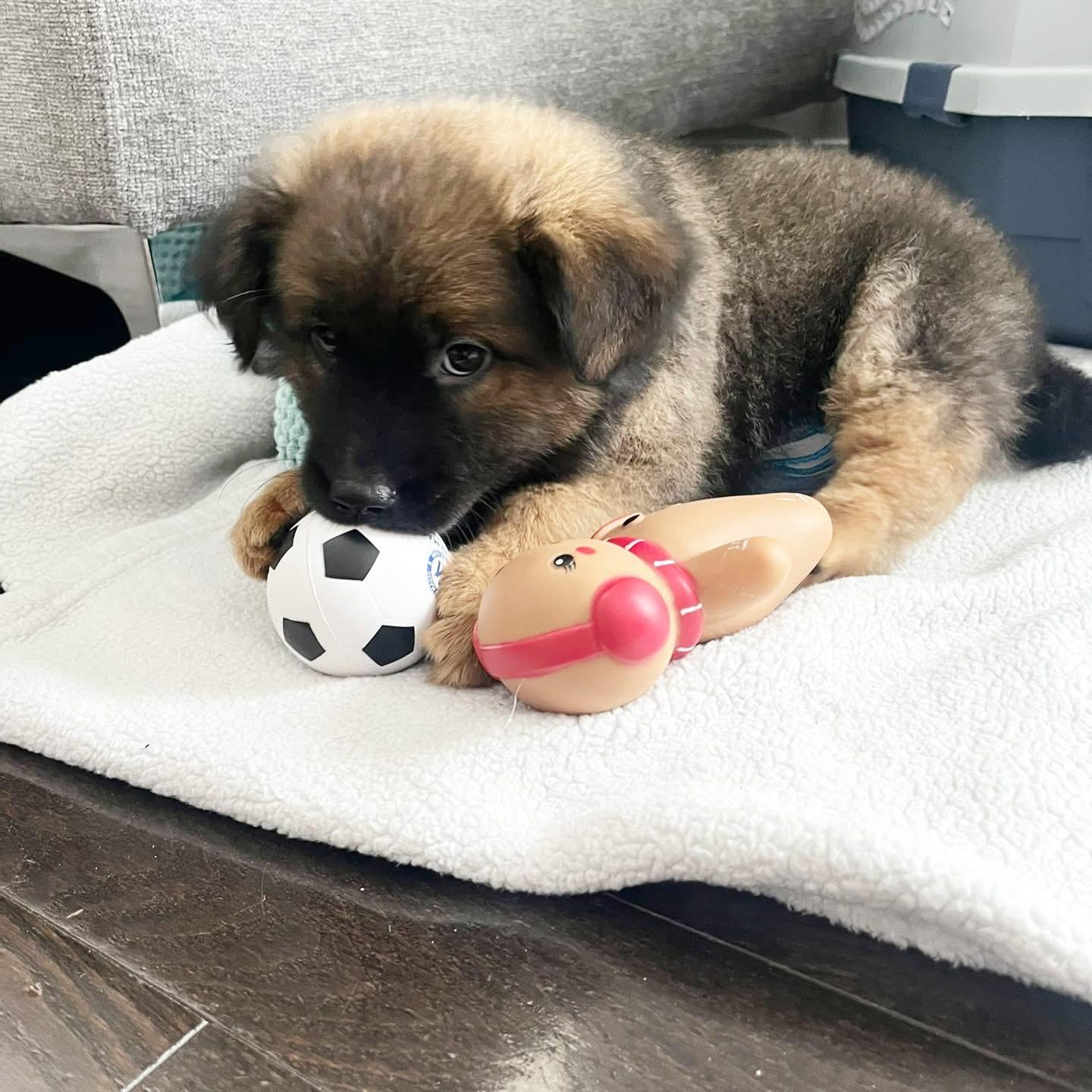 Bashful, ADOPTABLE, Puppy Female German Shepherd Dog & Labrador Retriever.