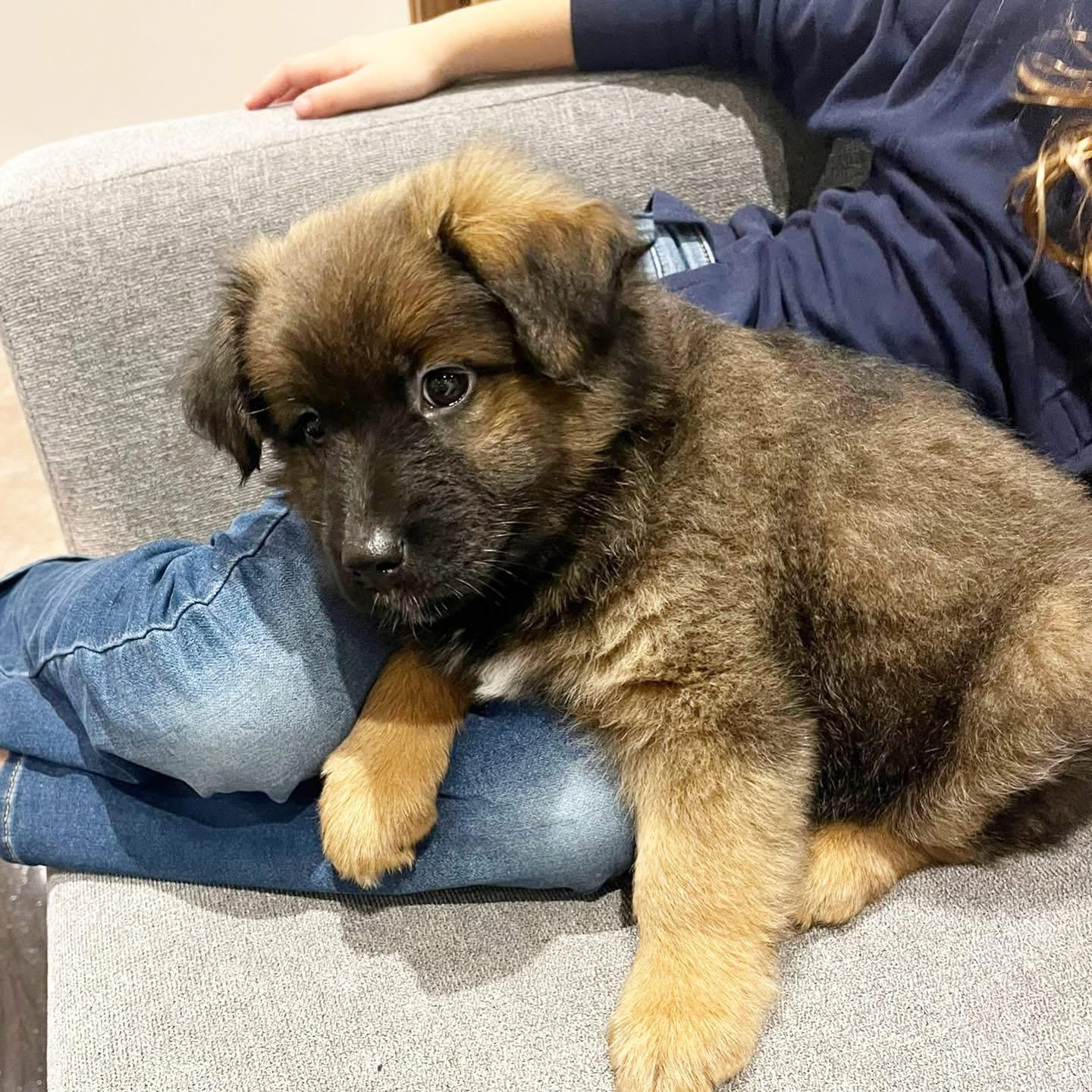 Bashful, a ADOPTABLE mixed breed image 2/3