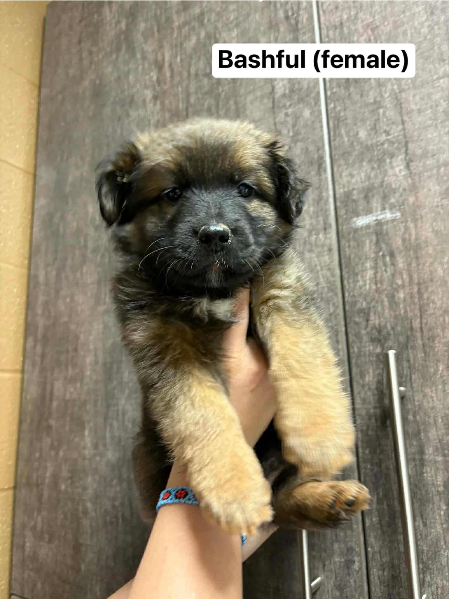 Bashful, a ADOPTABLE mixed breed image 3/3