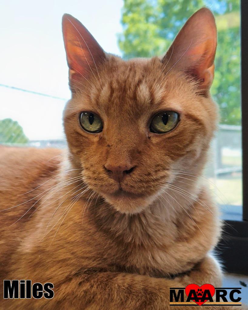 Miles, Adoptable, Senior Male Domestic Short Hair.