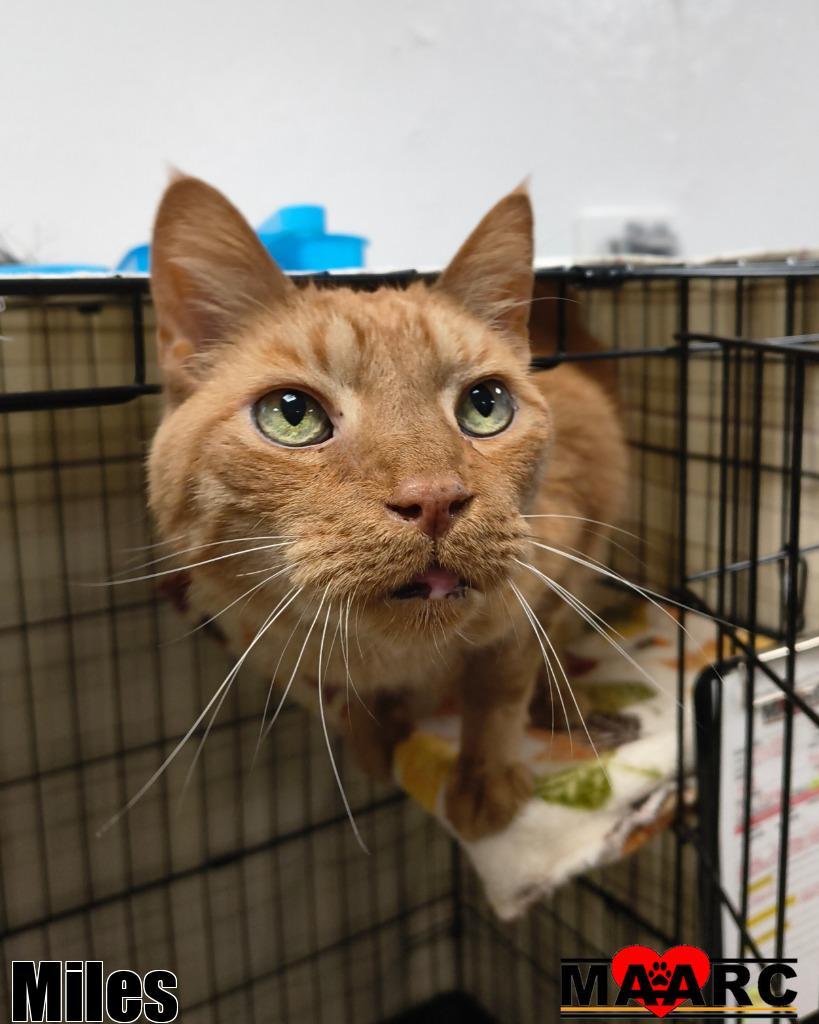 Enlarge Miles, a Adoptable mixed breed in Maryville, TN image 2/5