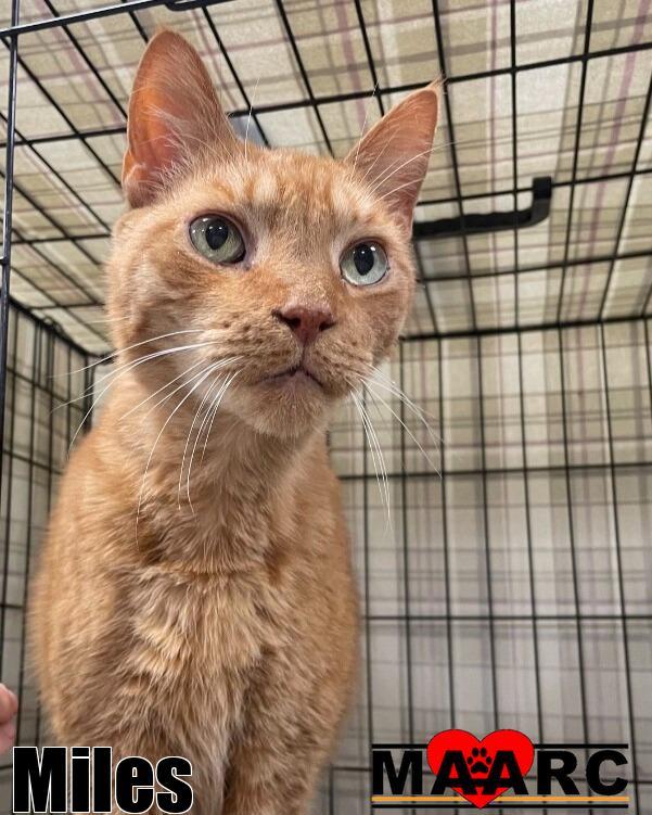 Enlarge Miles, a Adoptable mixed breed in Maryville, TN image 4/5