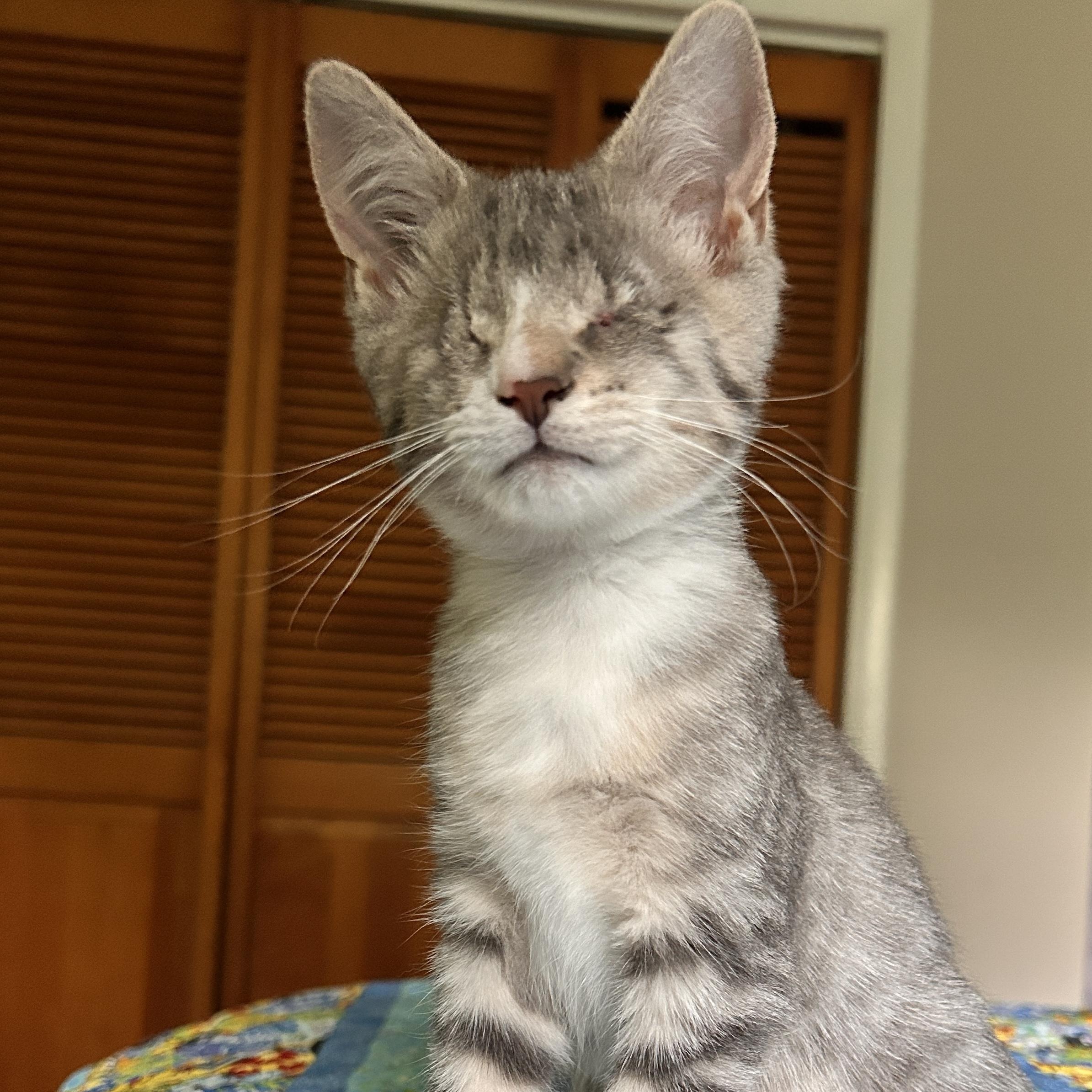 Avril (blind), ADOPTABLE, Kitten Female Domestic Short Hair.