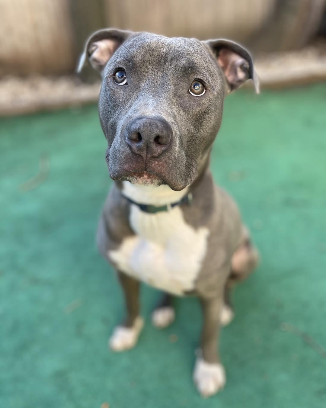 Enlarge Marshall, a Adoptable American Staffordshire Terrier in Berlin, NJ image 1/1
