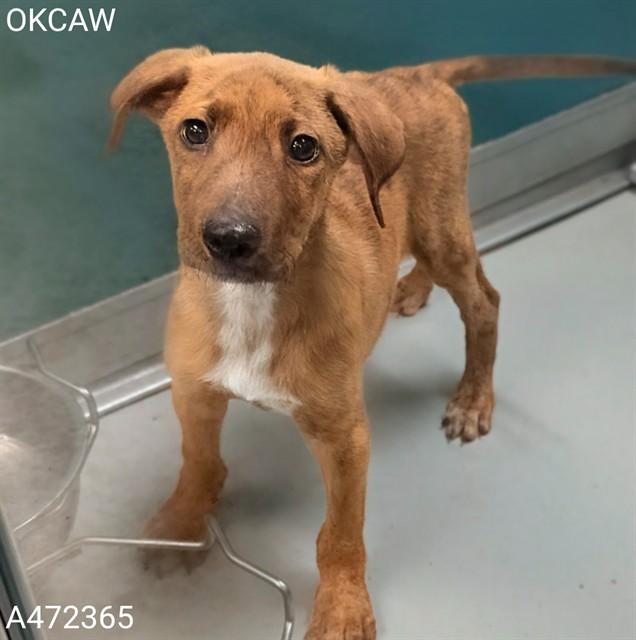 A472365, Adoptable, Puppy Male Hound & Mixed Breed.