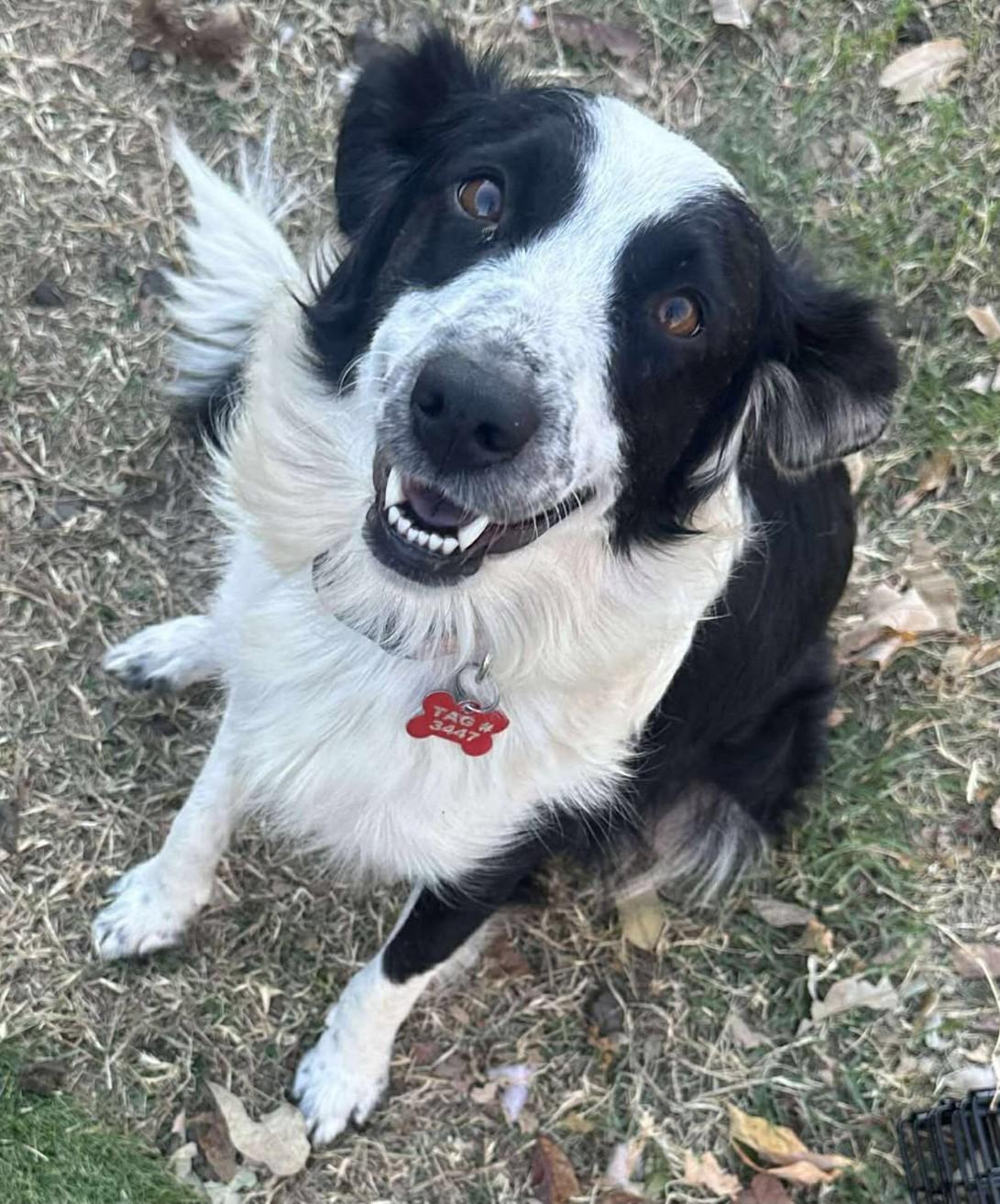 Enlarge Belle Starr, a Adoptable mixed breed in Kiowa, OK image 1/6