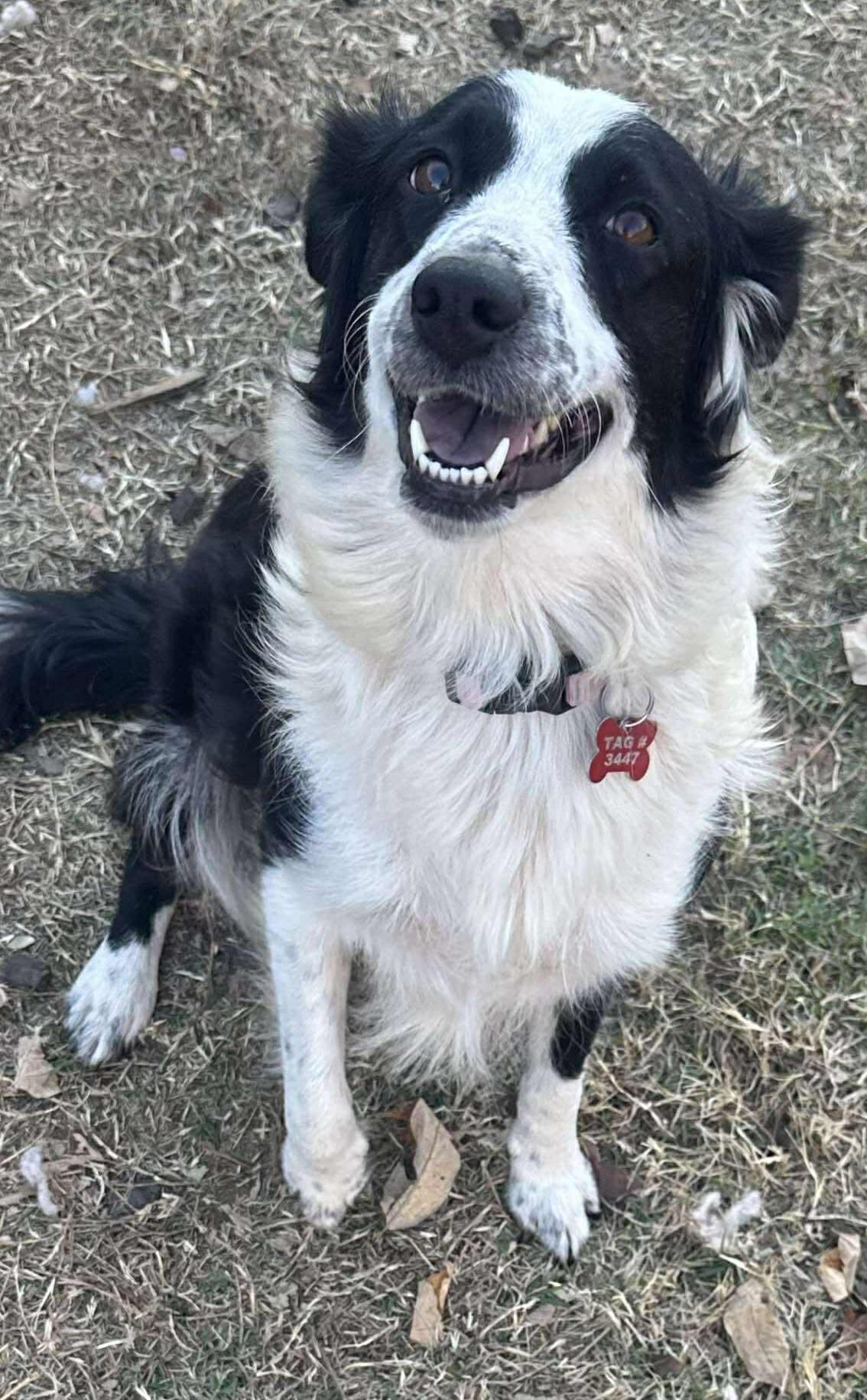 Enlarge Belle Starr, a Adoptable mixed breed in Kiowa, OK image 2/6