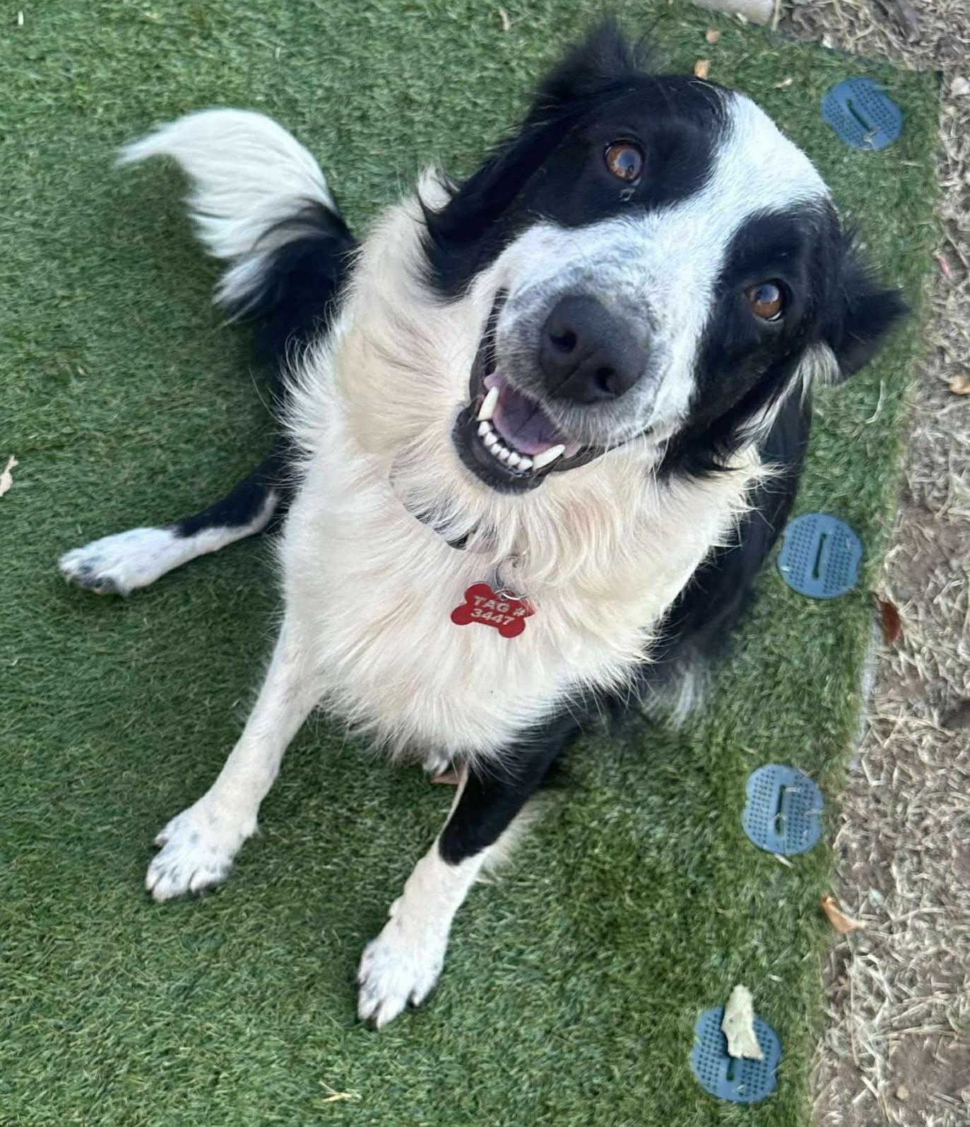 Enlarge Belle Starr, a Adoptable mixed breed in Kiowa, OK image 3/6