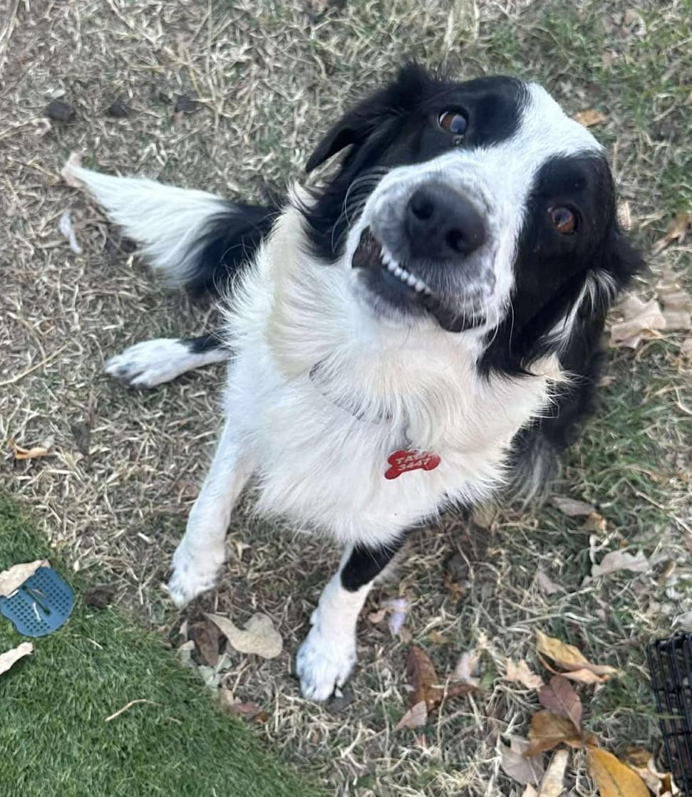 Enlarge Belle Starr, a Adoptable mixed breed in Kiowa, OK image 5/6