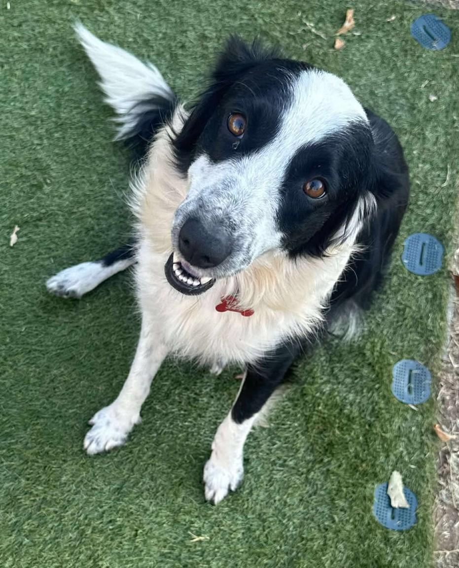 Enlarge Belle Starr, a Adoptable mixed breed in Kiowa, OK image 6/6