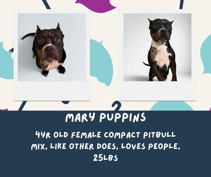 Mary Puppins, Adopted, Adult Female Pit Bull Terrier.
