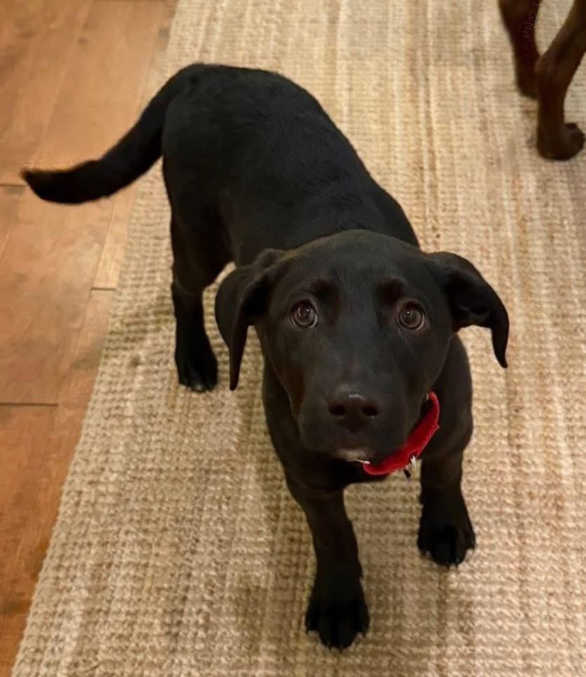 Black Knight, Adoptable, Puppy Male Mixed Breed.