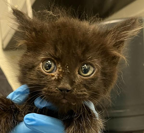 Enlarge Whoville, a Adoptable mixed breed in Golden, CO image 1/1