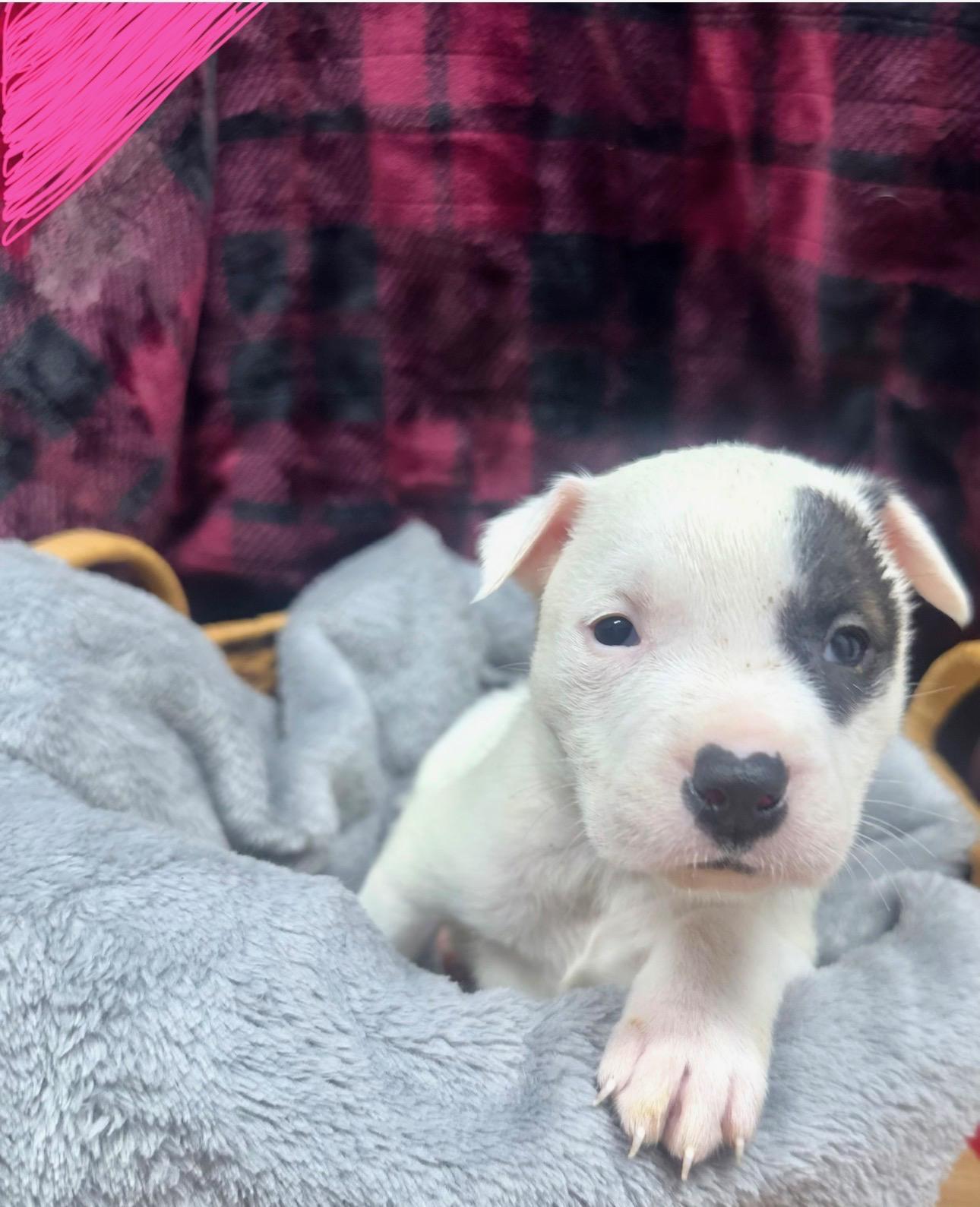 Clue, ADOPTABLE, Puppy Female Catahoula Leopard Dog.