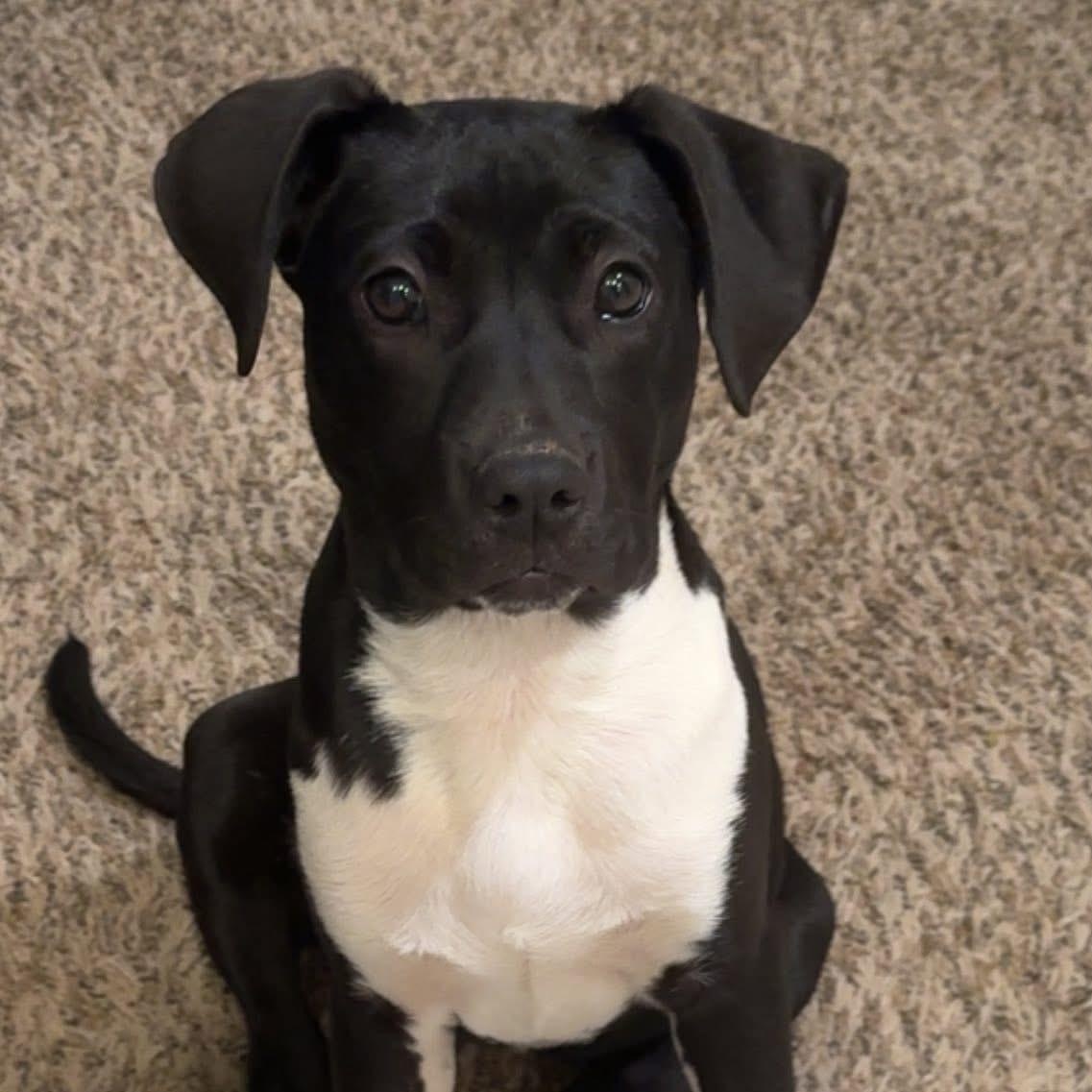 Enlarge Madam Frances Wabell, a Adoptable mixed breed in Louisville, KY image 1/3