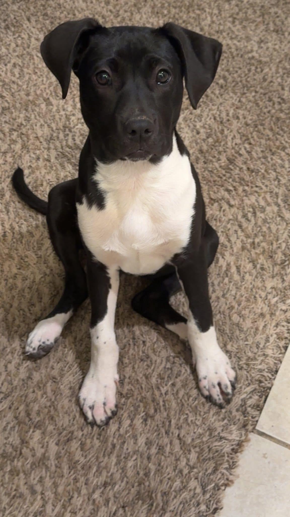 Enlarge Madam Frances Wabell, a Adoptable Mixed Breed in Louisville, KY image 1/3