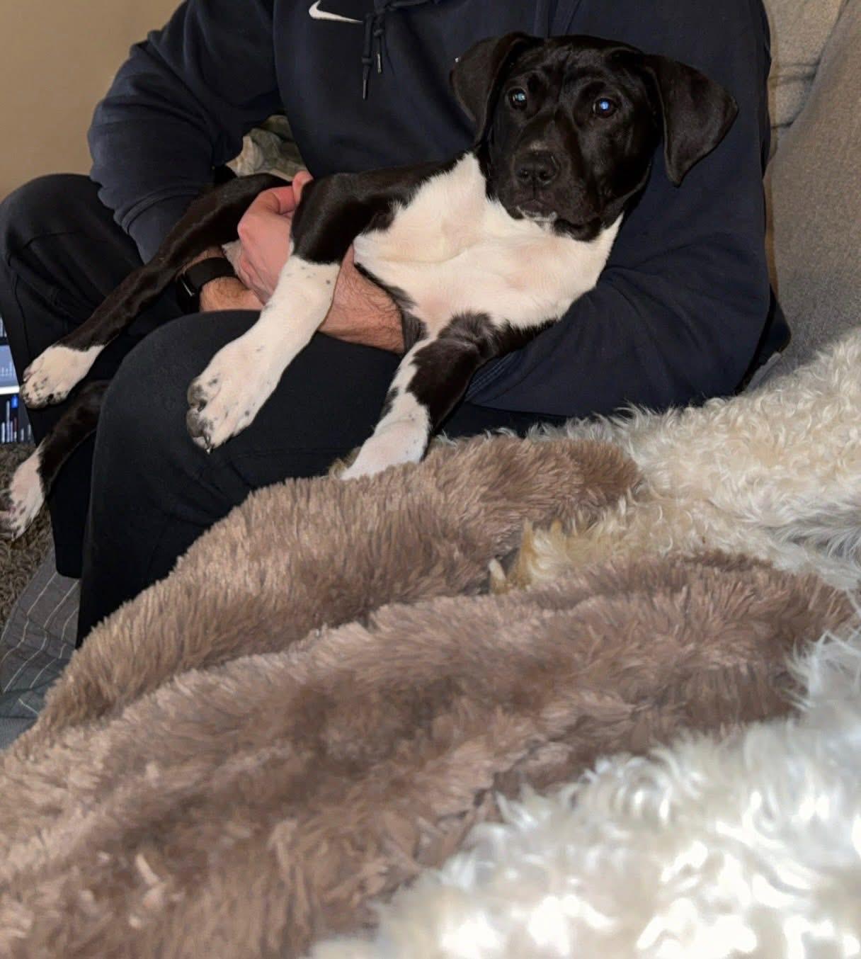 Enlarge Madam Frances Wabell, a Adoptable Mixed Breed in Louisville, KY image 2/3