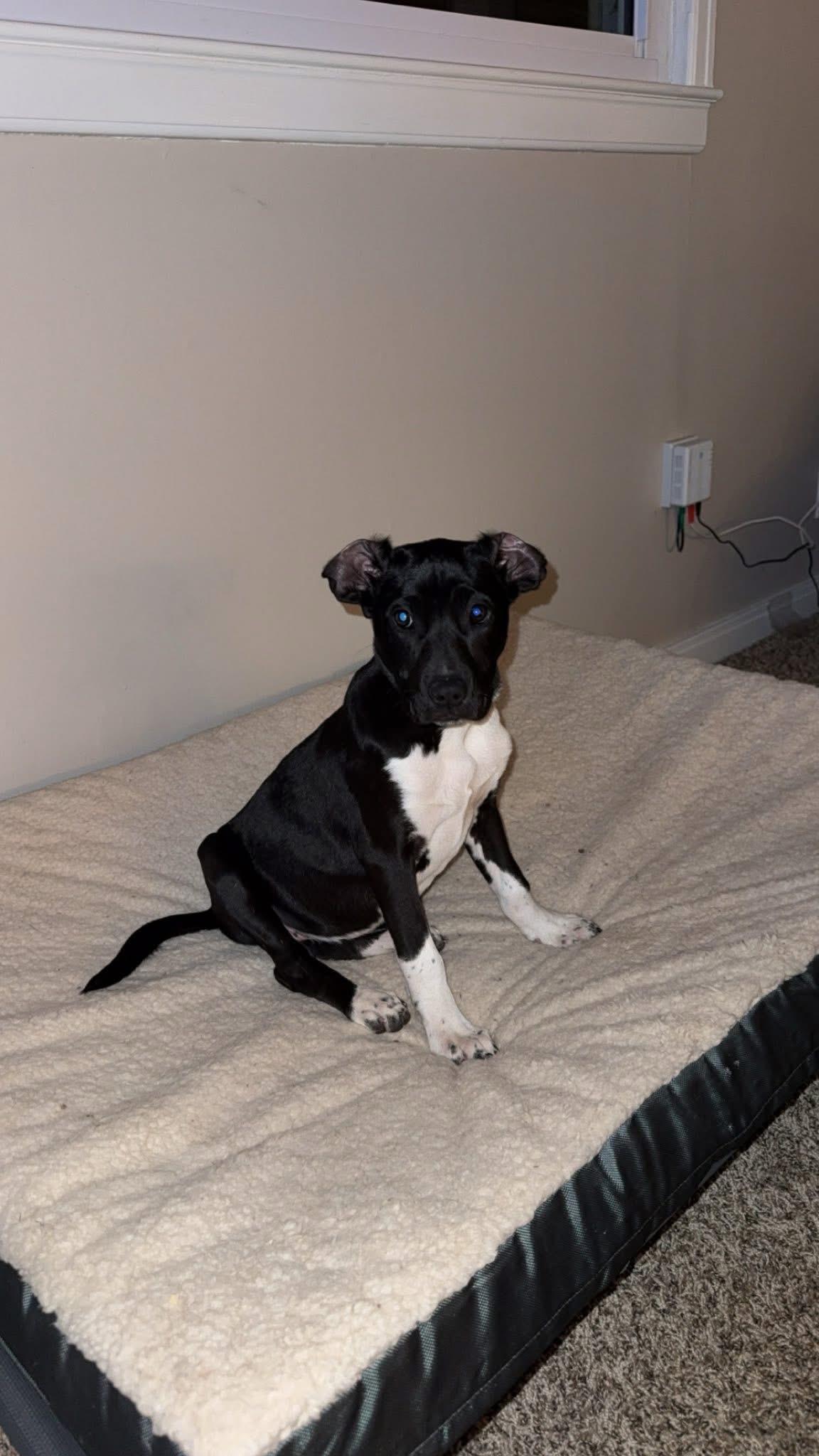 Enlarge Madam Frances Wabell, a Adoptable Mixed Breed in Louisville, KY image 3/3