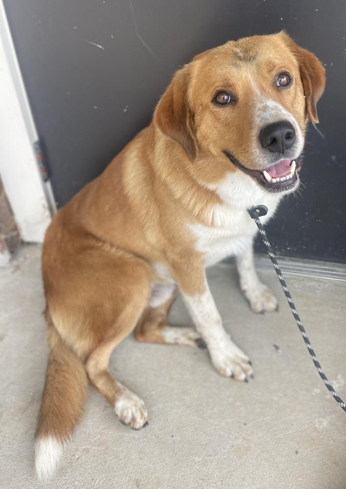 Enlarge Levi, a Adoptable mixed breed in Dickson, TN image 1/2