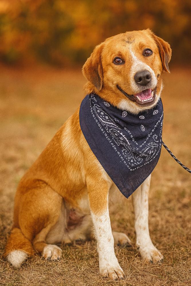 Enlarge Levi, a Adoptable mixed breed in Dickson, TN image 2/2