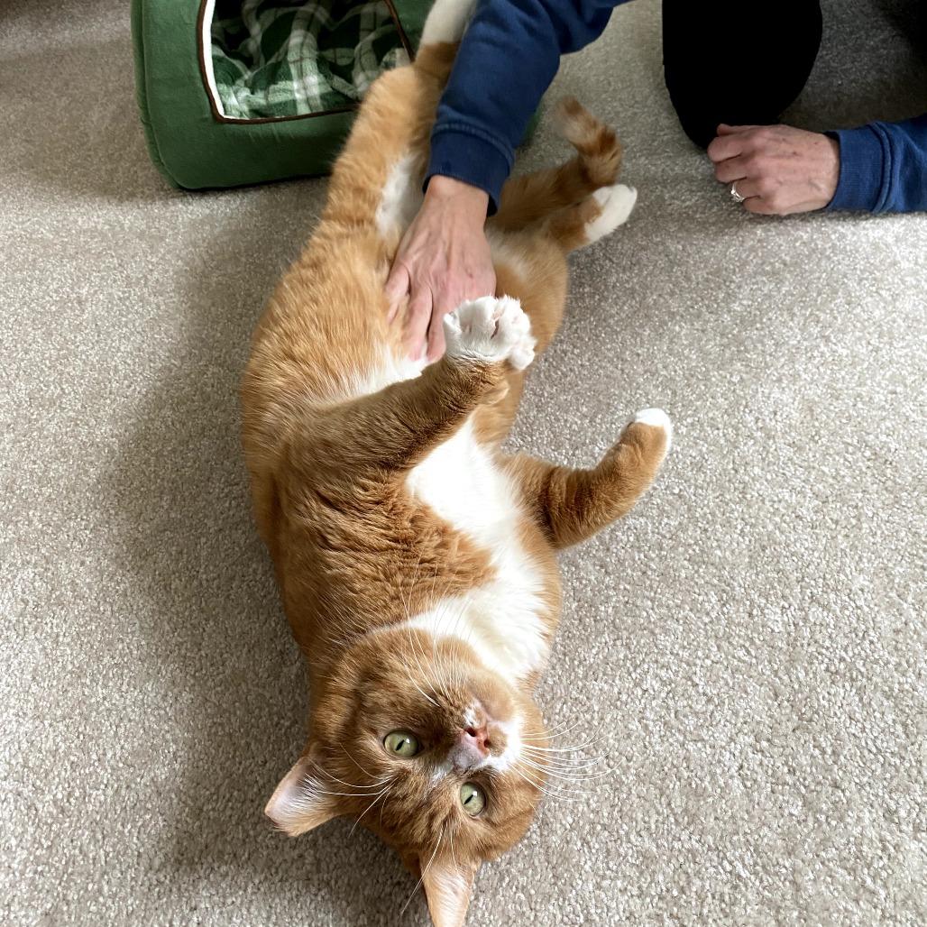 Dennis, Adoptable, Adult Male Domestic Short Hair.