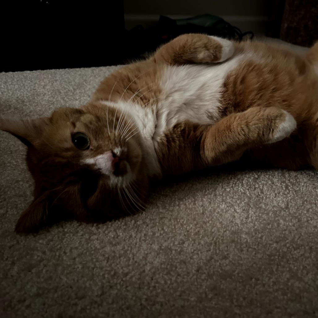 Enlarge Dennis, a Adoptable Domestic Short Hair in PITTSBURGH, PA image 2/4