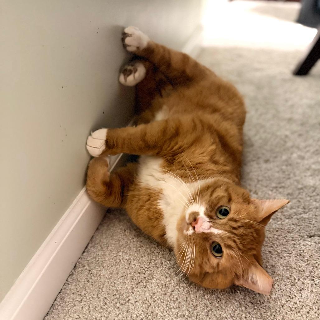 Enlarge Dennis, a Adoptable Domestic Short Hair in PITTSBURGH, PA image 3/4