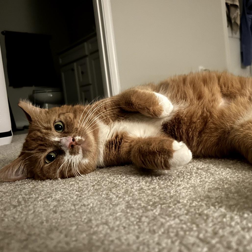 Enlarge Dennis, a Adoptable Domestic Short Hair in PITTSBURGH, PA image 4/4