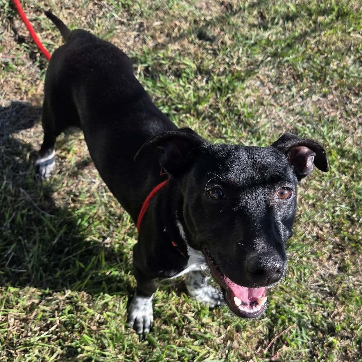 Enlarge Zeke, a Adoptable mixed breed in Seattle, WA image 2/4